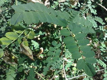 Un baccello strano - Colutea arborescens